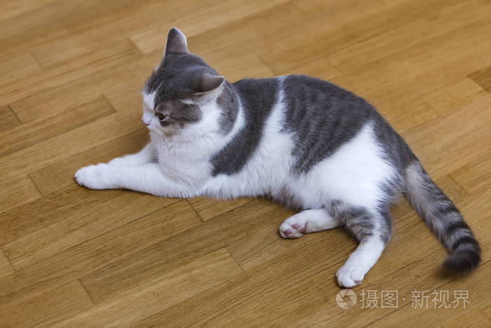 年轻漂亮的小白和灰色的家猫小猫躺在室内的木地板上放松.