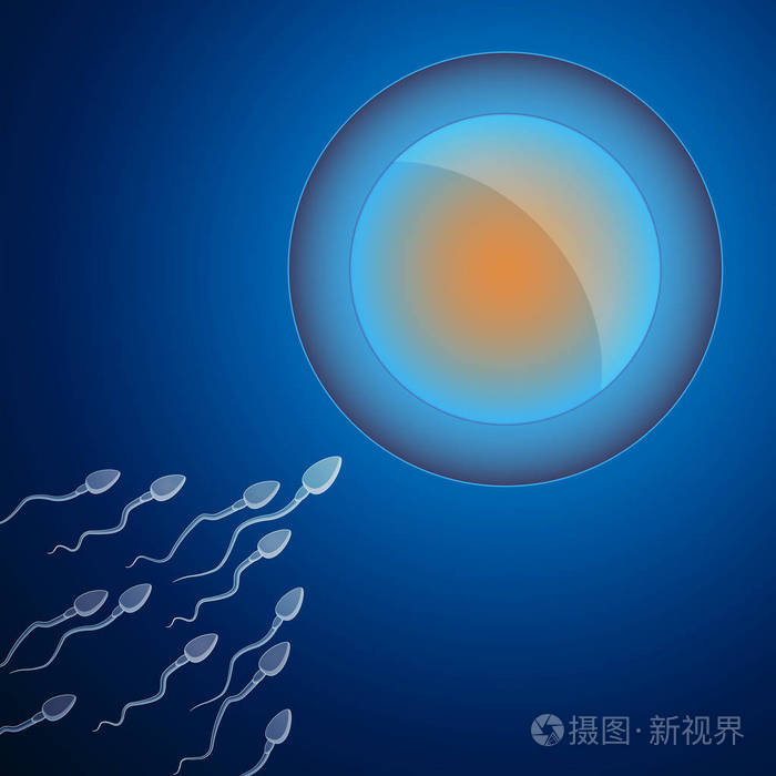 子宫内精子细胞的人卵细胞受精