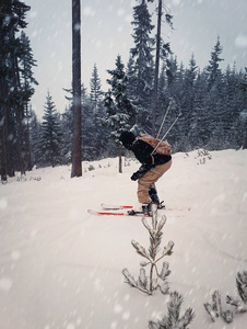 滑雪者在雪天滑雪下山，在高山之间的杉林树。 快速自由冬季运动。