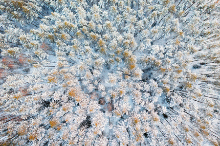 冬季背景。雪林的空中射击