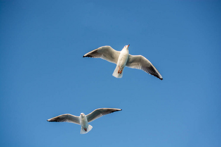 一对海鸥在天空中飞翔