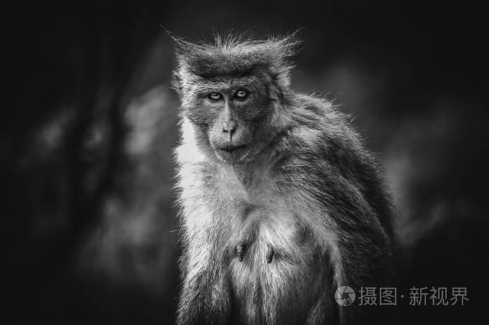 可怕的猴子的照片红色的眼睛在镜头里晃来晃去