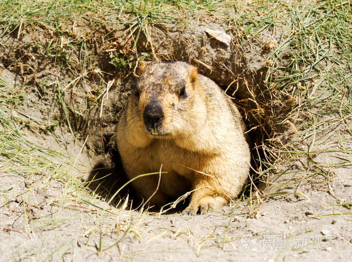 有趣的喜马拉雅marmot(土拨鼠)在洞的绿色草地附近的pangongts o湖