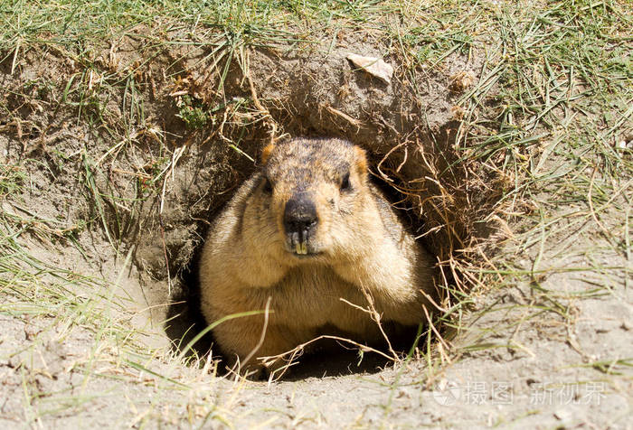 有趣的喜马拉雅marmot(土拨鼠)在洞的绿色草地附近的pangongts o湖