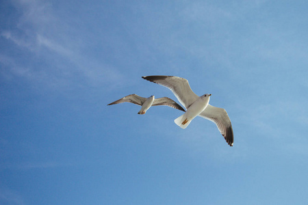 海鸥在海面上空飞翔