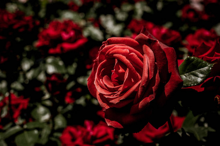 花园背景上美丽多彩的玫瑰花