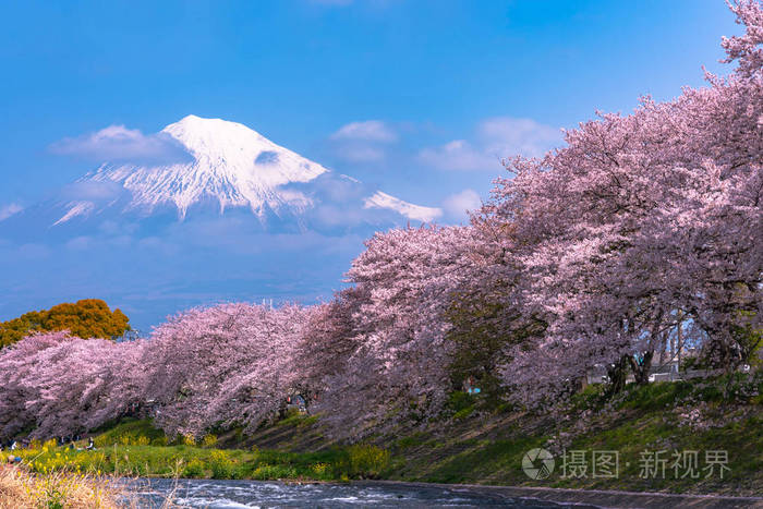 富士山山富士与樱花樱花在河中的日本静冈上午