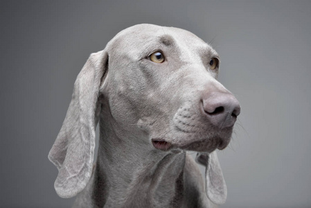一只可爱的Weimaraner狗在灰色背景下被隔离的肖像。
