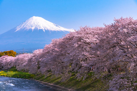 富士山山。 富士与樱花樱花在河中的日本静冈上午。