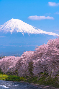 富士山山。 富士与樱花樱花在河中的日本静冈上午。