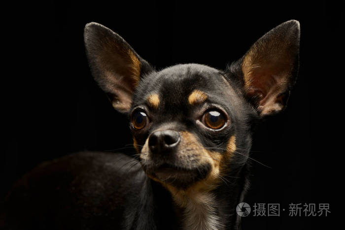 一个可爱的短发吉娃娃工作室的肖像孤立在黑色.