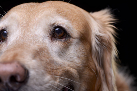 一只可爱的金色猎犬在黑色背景上被隔离的亲密肖像。