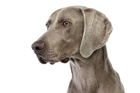 一个可爱的Weimaraner工作室的肖像孤立在白色上。