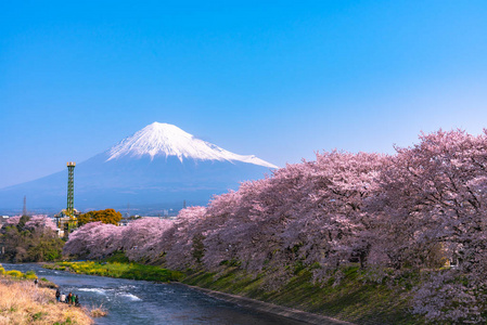 富士山山。 富士与樱花樱花在河中的日本静冈上午。