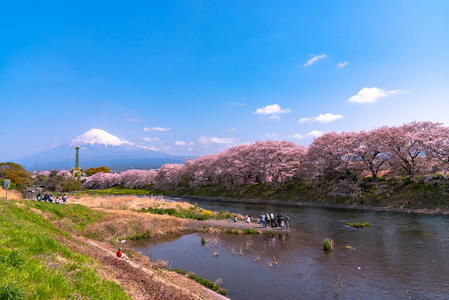 富士山山。 富士与樱花樱花在河中的日本静冈上午。