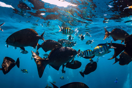 碧海热带鱼的水下世界