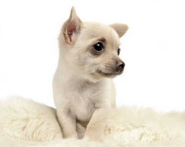 白色背景工作室可爱的小狗吉娃娃肖像。