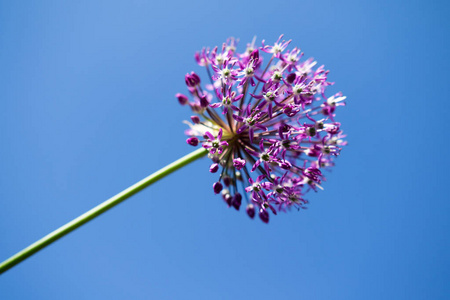 合上大蒜紫花