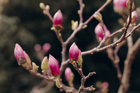 令人惊叹的玉兰花在春天的季节在玉兰树上。 蓝天背景。 美丽的木兰花盛开的风景背景花园春天