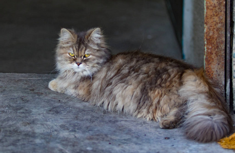 漂亮的家猫关门了