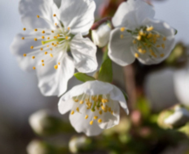 白色的苹果花，特写.