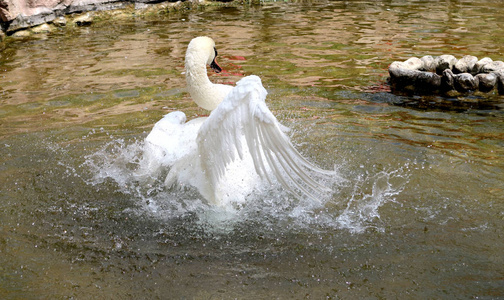 白天鹅在水中清洗图片