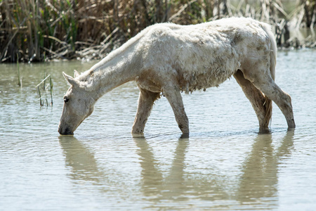 春天，在河边的一个浇水的地方牧马
