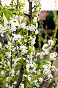 白花苹果树春天