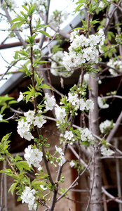 开花苹果树春季景观.