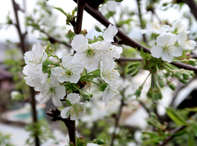 开花苹果树春季景观