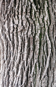 树木纹理的灰色树皮