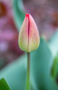 春天清新的郁金香花