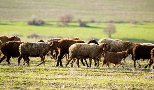绿茵场上的一群羊