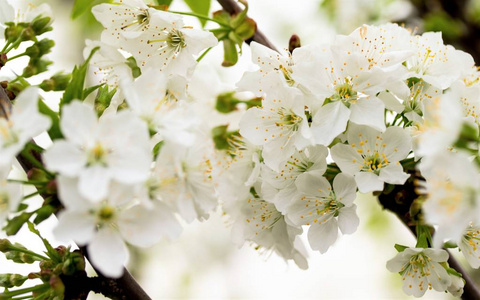 白花苹果树春天