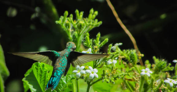 黑尾蜂鸟，我们看到了它所有的美丽和美丽的颜色，与大自然形成对比