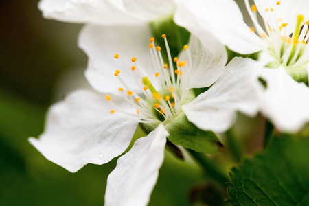 白花苹果树春天