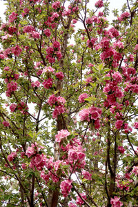 苹果春天的粉红色花