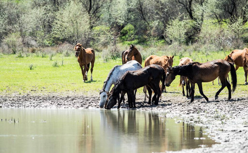 一群马在河边的浇水处
