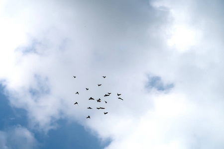 一群鸽子高高地飞在天空中