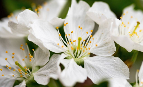 白花苹果树春天