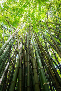 大自然绿色竹树的背景