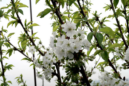 开花苹果树春季景观