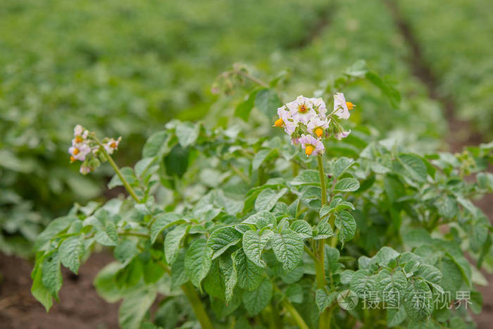 土豆在露天的花园里生长和开花素食蔬菜是在有机花园里种植的