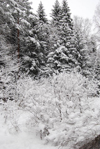 美丽的冬季景观与白雪覆盖的树木