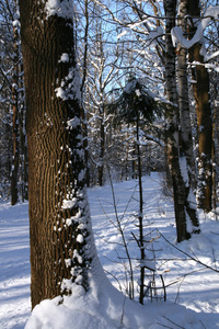 美丽的冬季景观与白雪覆盖的树木