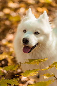 狗种有花纹的哈士奇。漂亮的大白狗。秋天森林里长着白毛的狗
