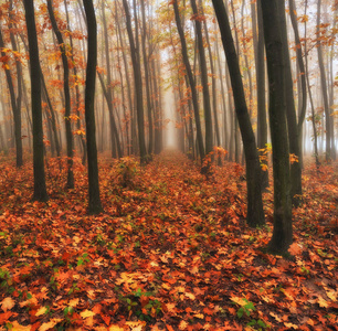 秋天的森林。雾蒙蒙的早晨在仙女森林里。如画的早晨