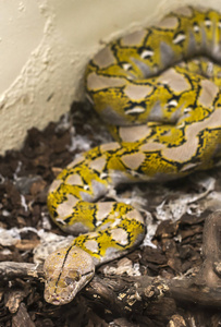 黄色和黑色图案的蛇。 蛇在地上。