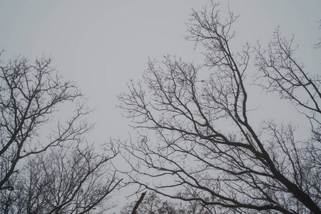 冬季自然景观冬季霜冻树顶。 冬天背景霜冻的枝条，冬天的树木在降雪下。 冬季森林背景冬季树梢覆盖着霜冻。 白雪皑皑的冬天