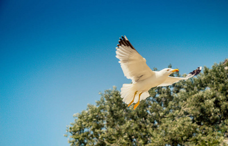 一只海鸥在蓝天背景下飞翔